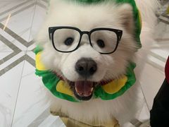 -星多哈·狗咖·拼豆·咖啡