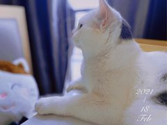 -喵园·猫主题咖啡厅·撸猫·猫咖(国贸店)