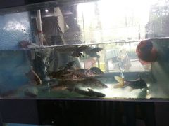 -全乐鱼馆·淳牌有机鱼直营店