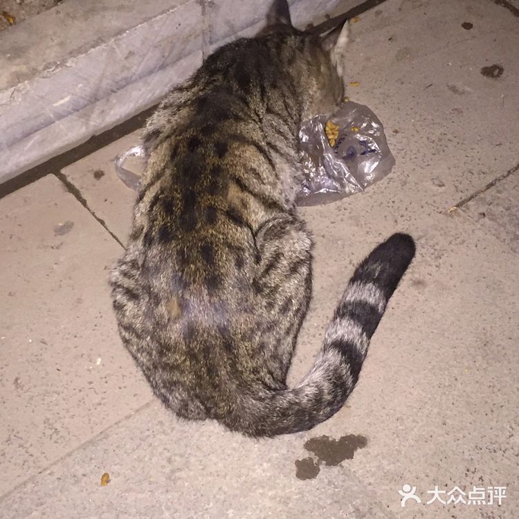 夜幕低垂、繁星少歇，拎着一袋猫粮和两块炸带鱼来找咪咪