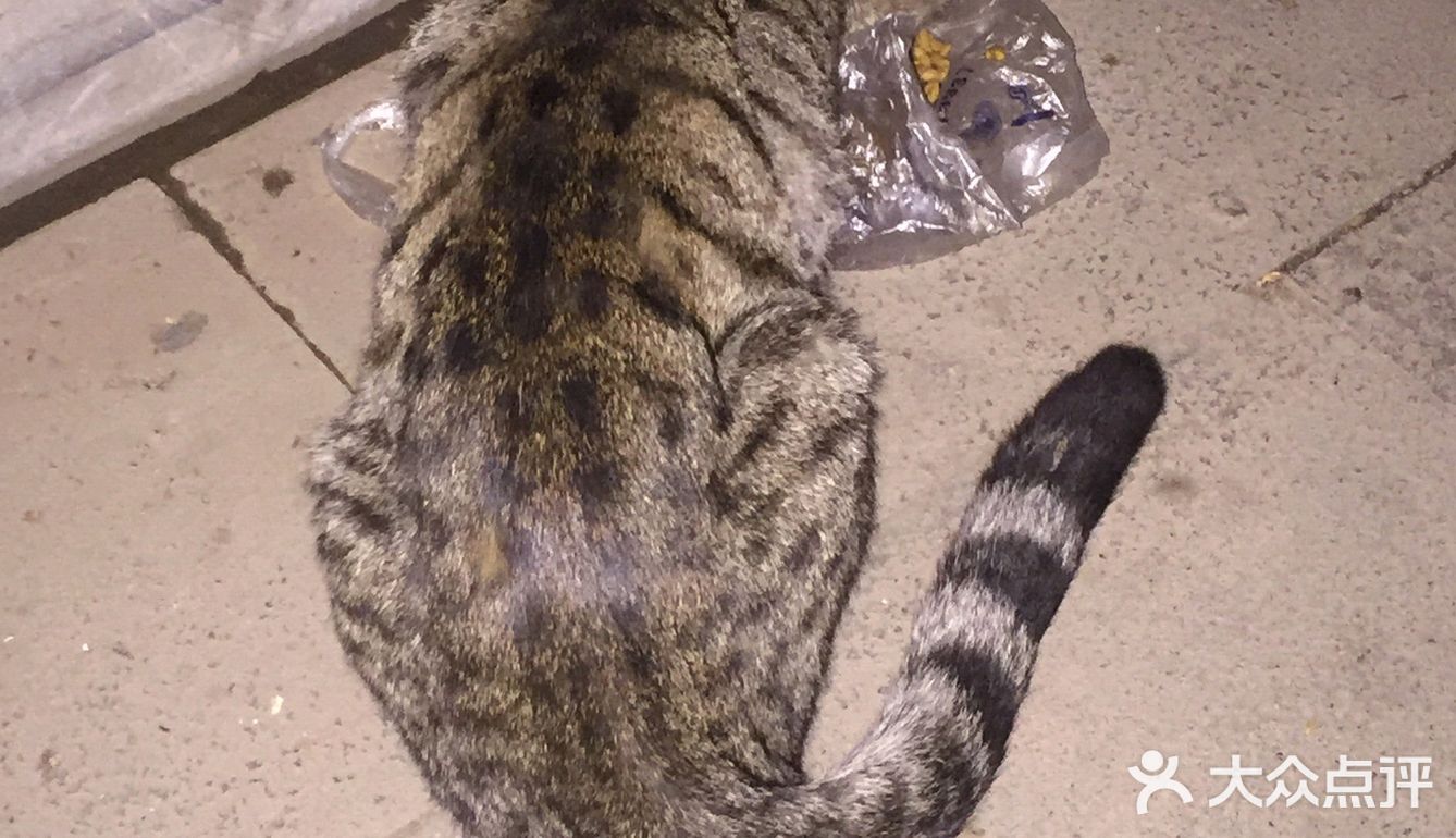 夜幕低垂、繁星少歇,拎着一袋猫粮和两块炸带鱼来找咪咪