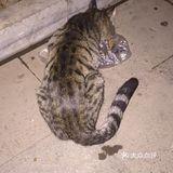 夜幕低垂、繁星少歇,拎着一袋猫粮和两块炸带鱼来找咪咪