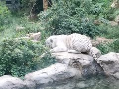 -红山森林动物园