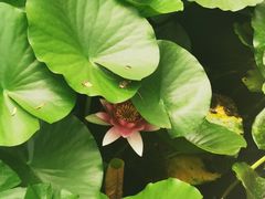 -济南植物园