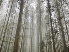 -武陵山森林公园