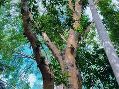-中国科学院西双版纳热带植物园