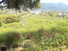 -香雪海