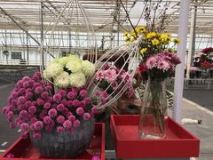 -上海鲜花港