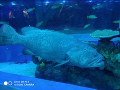 -成都浩海立方海洋公园