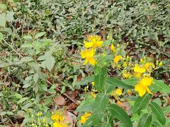 -上海佘山国家森林公园天马山园