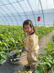 -蓝呗呗蓝莓草莓采摘园(通州区马驹桥店)