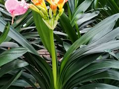 -秦美花卉(天朗·莱茵小城2期店)