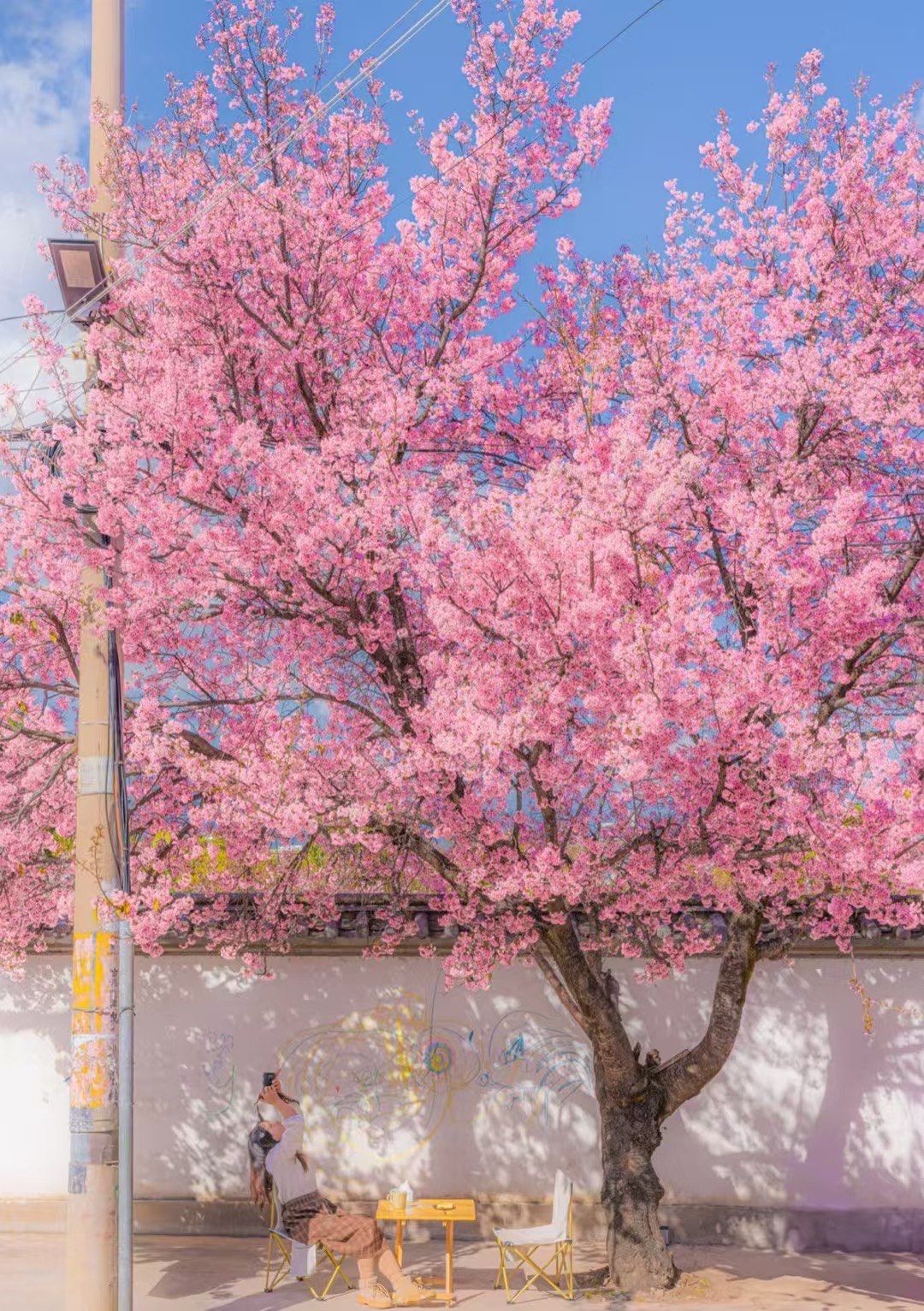 樱花飘落如梦境