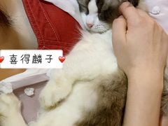-猫色咖啡·猫咖