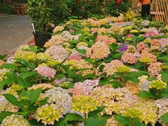 -深圳仙湖植物园