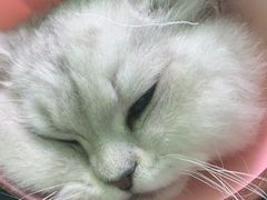 -圣宠动物医院·犬猫专科·影像中心·外科中心