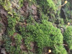 -铁山坪森林公园