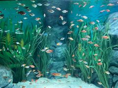 -上海海洋水族馆