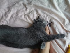 -叮叮猫咪生活馆