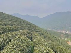 -龙坞茶村