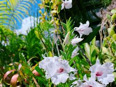 -自然餐厅(Phuket)
