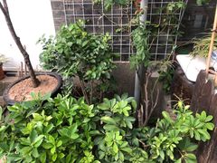 -随柳居·苏式小吃(建新巷店)