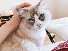 -PETKIT 小佩宠物·低压洗护·美容·寄养(安远店)