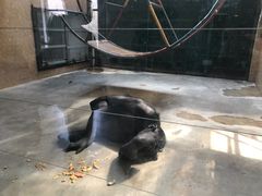 -石家庄市动物园