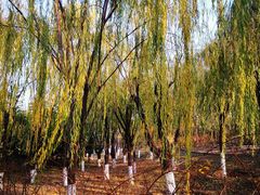 -大兴滨河森林公园