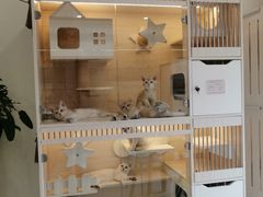 -柚子猫舍·精品猫舍购猫·猫咪认养·购宠·宠物店