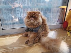 -Heymao猫咖.咖啡厅(东门店)
