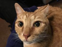 -猫猫幼稚园·撸猫·桌游·电玩