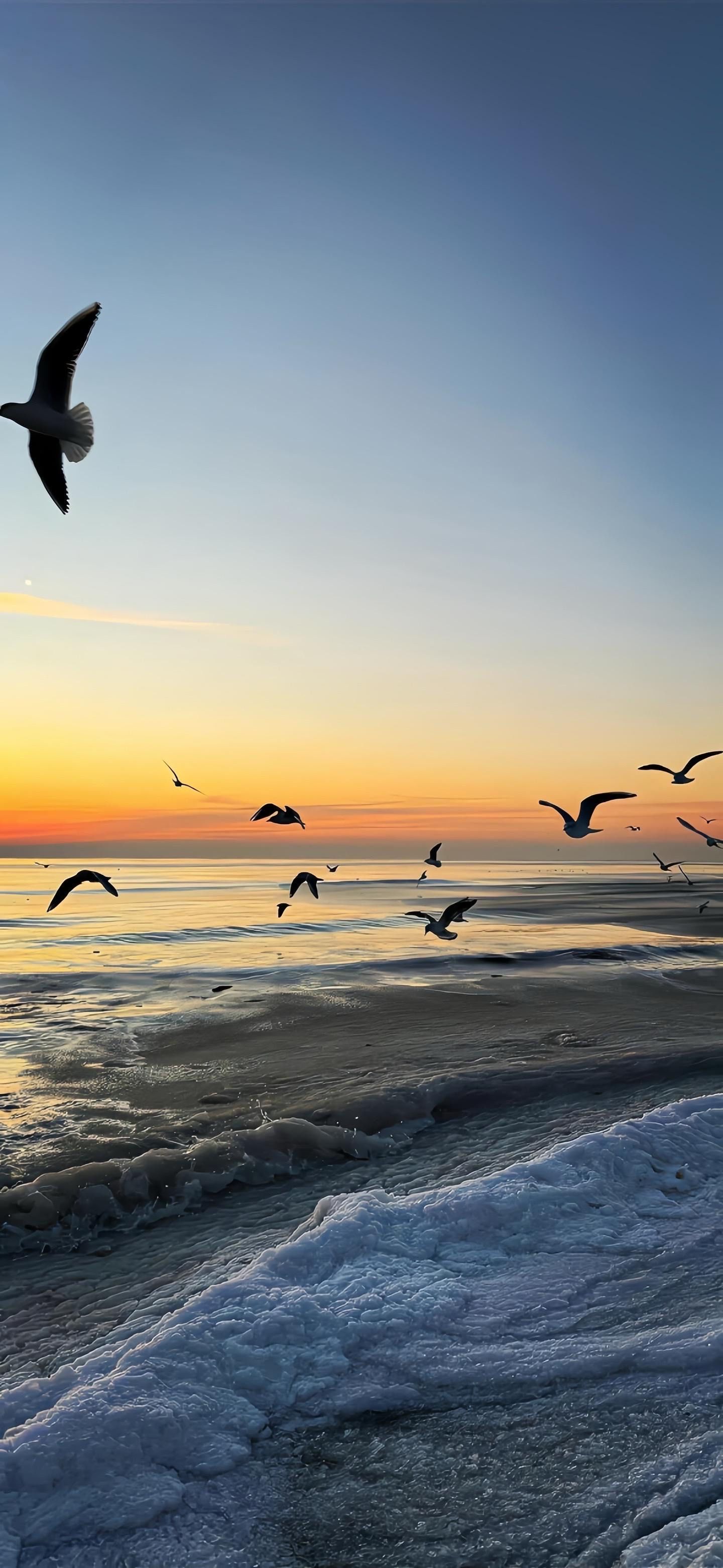 海鸥与天空,我与远方