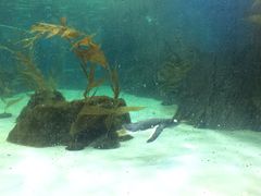 -悉尼海洋生物水族馆