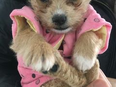 -荣耀金沙动物医院(清江西路店)