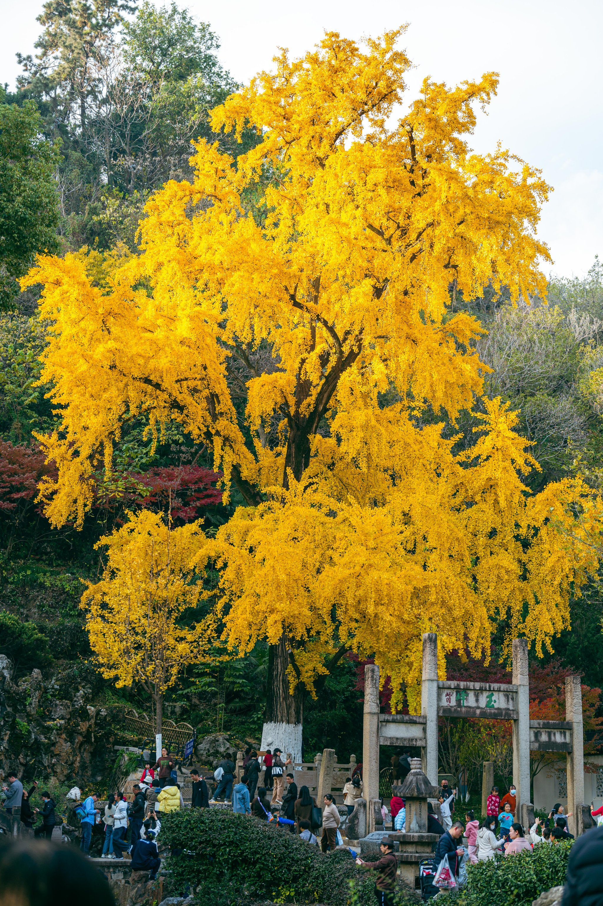 昆山亭林园的千年银杏7575进入巅峰期7575