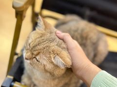 -Meowの猫咖(万家丽店)