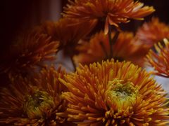 -循礼门鲜花花市(武汉循礼门店)