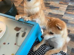 -柴源莊·柴小宠柴犬咖啡