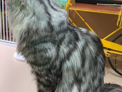 -猫在这儿猫咪咖啡馆·撸猫馆