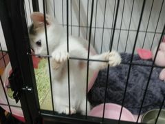 -东莞宠友24H宠物中心医院·转诊夜诊·异宠(新河北路院)