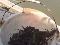 -同銮特种养殖场·龙虾垂钓