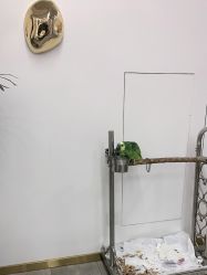 -爱秀造型 T-G