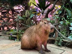 -正佳雨林生态植物园