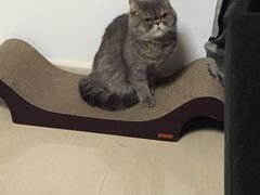 -宠爱国际动物医院· 猫科· 外科·中兽医(长白店)