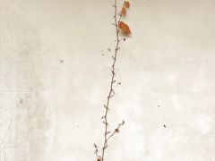 -法云安缦酒店