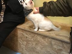 -猫色咖啡·猫咖