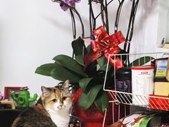 -小猫来了猫舍(福田店)