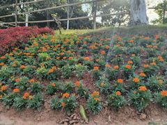 -东莞植物园