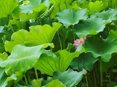 -沐仙湖湿地公园